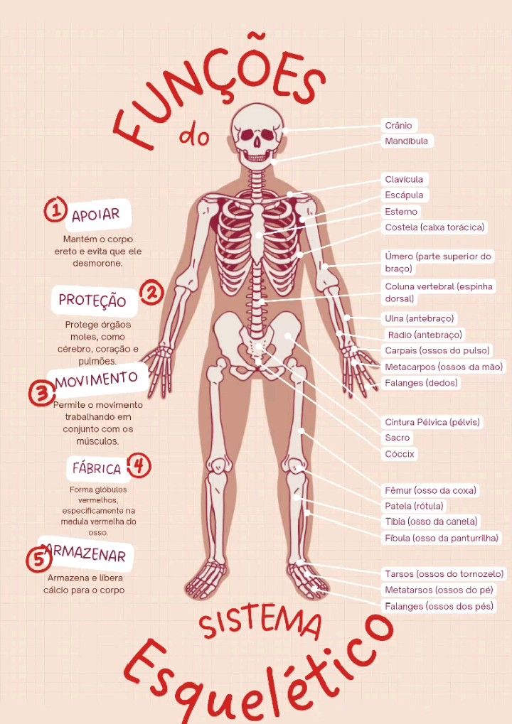 Mapa mental sobre o sistema esquelético_