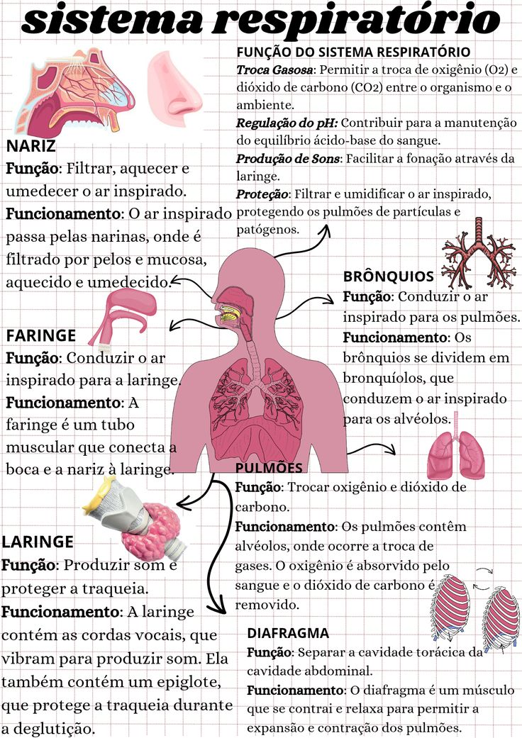 sistema respiratório